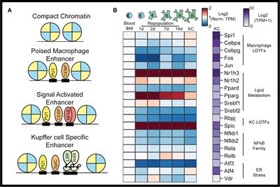 Epigenetic Regulation of Kupffer Cell Function in Health and Disease